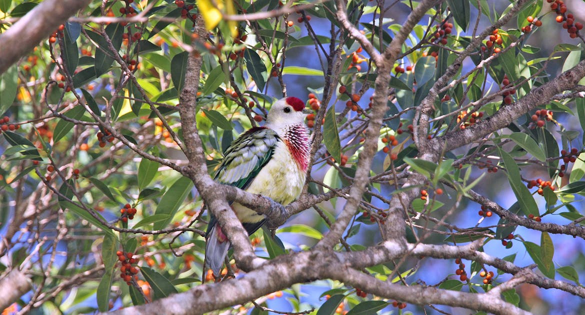 how-the-many-colored-fruit-dove-helps-the-tropics-flourish-one-earth